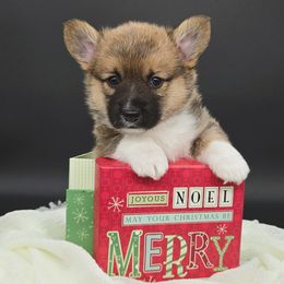 Buzz(1600) - Sable male Pembroke Welsh Corgi puppy in Dickeyville, Wisconsin from J&R Shepherds & Corgis