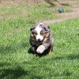 Boy 3 - Blue merle male Miniature American Shepherd puppy in Elgin, Oregon from LongMile Aussies