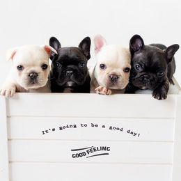 French Bulldogs from Top Paw Frenchies