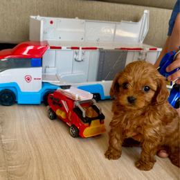 Chase - Red male Cavapoo puppy in Mona, Utah from Small Town Cavaliers