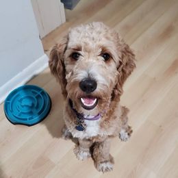 Gracie - Goldendoodle