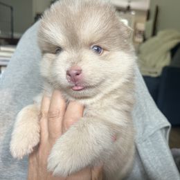 Fred (I love Lucy theme ) - Lavender male Pomsky puppy in Rathdrum, Idaho from Smart Pomskies and Frenchies