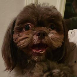 Shih Tzu puppies from Paws Of Beauty