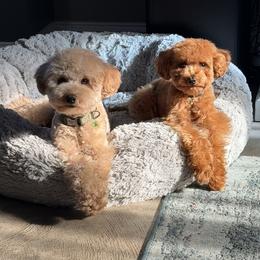 Poodle All Grown Up from R&R Goldendoodles