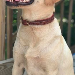 Labrador Retrievers from Yelladog