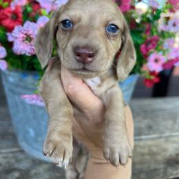 Boy two - Dapple male Dachshund puppy in Payette, Idaho from NT Mini Doxies