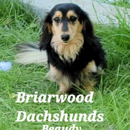 Beaudy - Dachshund