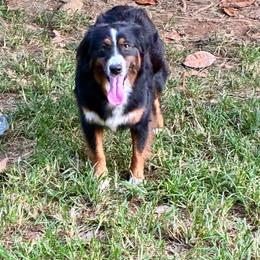 Carolina Pride's Appalachian Sugar - Black tri female Miniature American Shepherd puppy in Harmony, North Carolina from Carolina Pride Miniature American Shepherds