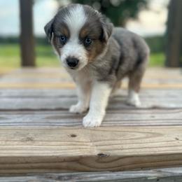 Hunter - Blue merle male Miniature Australian Shepherd puppy in Doddridge, Arkansas from Huddleston Farm