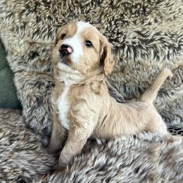 Will - Red  male Goldendoodle puppy in Placerville, California from New Dawn Poodles and Doodles