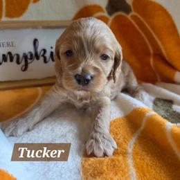Tucker - Buff and white male Cockapoo puppy in Rutherford County, North Carolina from Simply Grace Farms