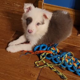 Border Collie Puppies from Duncan's Border Collies