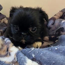 Boy 2 - Black and white male Shorkie puppy in White Pigeon, Michigan from Kathys Yorkie and Shih-tzu Cuties
