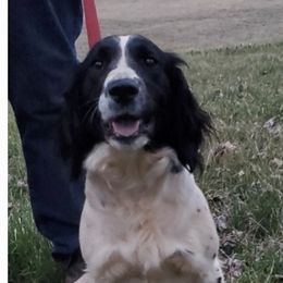 Sally - English Springer Spaniel