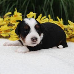 Lucky - Tri-color male Bernedoodle puppy in Perrysville, Ohio from Pleasant Valley Bernedoodles