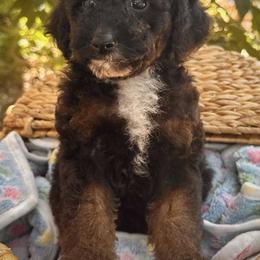 Briar - Phantom male Poodle puppy in Vacaville, California from Starlight Goldendoodles