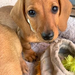 Dachshund Puppies from Rondo's Wirehairs