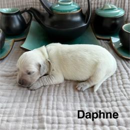 Daphne - Light golden female Golden Retriever puppy in Conroe, Texas from Tails of Cypress