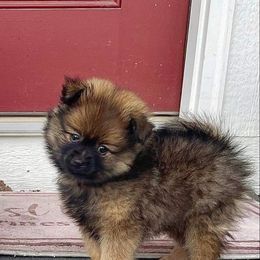 Pomeranian Puppies from Crosby Pom Squad
