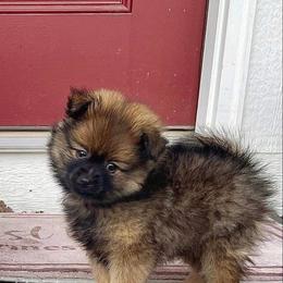 Pomeranian Puppies from Crosby Pom Squad