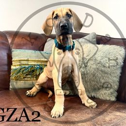 Girl 1 - Great Dane puppy in Stevens Point, Wisconsin from Simko Danes