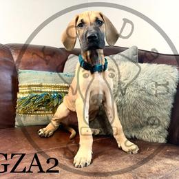 Girl 1 - Great Dane puppy in Stevens Point, Wisconsin from Simko Danes