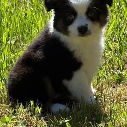 Kissy - Black tri female Toy Australian Shepherd puppy in Powell Butte, Oregon from Willow Lane Ranch