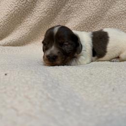 Basil - Piebald female Dachshund puppy in Clifton, Idaho from Diamondline Doberman