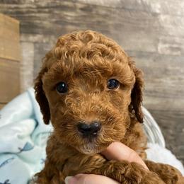 Toby - Red  male Poodle puppy in Osseo, Michigan from Paws in the Country