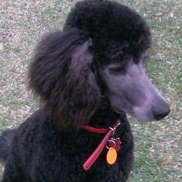 Miniature Schnauzers and Schnoodles from Mrs Bs Teeny Schnauzers & Doodles