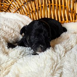 Licorice - Phantom male Goldendoodle puppy in Gunnison, Utah from Curls and Camo Pups