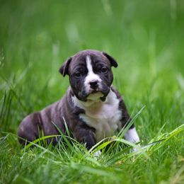 American Staffordshire Terrier Puppies from America's Best
