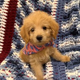 Bob Boy 1 - Gold male Labradoodle puppy in Churchill County Fallon, Nevada from Card Family Ranch