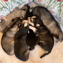 Pomsky Puppies from Goodness Gracious Pomskies