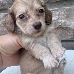 Tiny Gabbi - Red female Dachshund puppy in Richmond, Virginia from Irresistible Dachshunds