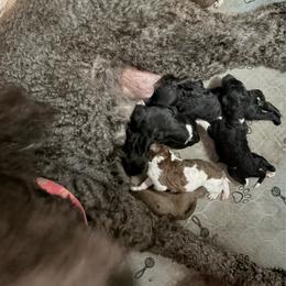 Patriot - Parti male Poodle puppy in Meadowbrook, California from Standard Poodle Pups