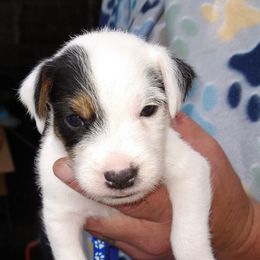 Blue collar - Tri-colored male Parson Russell Terrier puppy in Branford, Florida from Loyalville