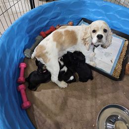 Cocker Spaniel Puppies from Allison Cocker Spaniel Pup's