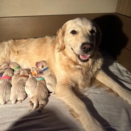 Lucy - Golden Retriever