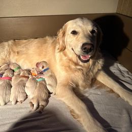 Lucy - Golden Retriever