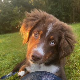 Aussiedoodle, Miniature Australian Shepherd, and Poodle All Grown Up from Cape Cod Poodles And Doodles