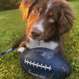 Aussiedoodle, Miniature Australian Shepherd, and Poodle All Grown Up from Cape Cod Poodles And Doodles