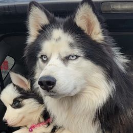 Juneau - Siberian Husky