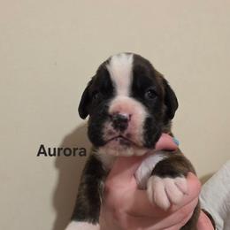 Aurora - Brindle female Boxer puppy in Evans, Georgia from Kimberly's Boxers