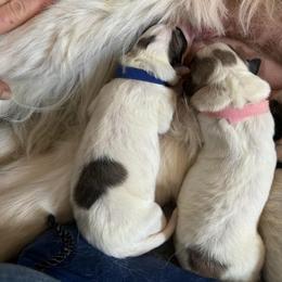 Blue collar male - White and badger male Great Pyrenees puppy in Fair Grove, Missouri from Allen Wags & Woolies