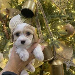 Girl 3 - Blenheim female Cavachon puppy in Pocatello, Idaho from Sarah's Cavachons & King Charles Cavalier Spaniels