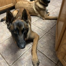 Belgian Malinois puppies from Akadamie Belgian Malinois'