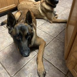 Belgian Malinois puppies from Akadamie Belgian Malinois'