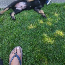 German Shepherd Puppies from Waldkonig K9