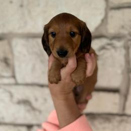 Cash - Chocolate male Dachshund puppy in Troup, Texas from East Texas Dachshunds